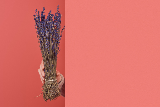 woman sticking out bouquet of lavender flowers behind wall on red - Photo, Image