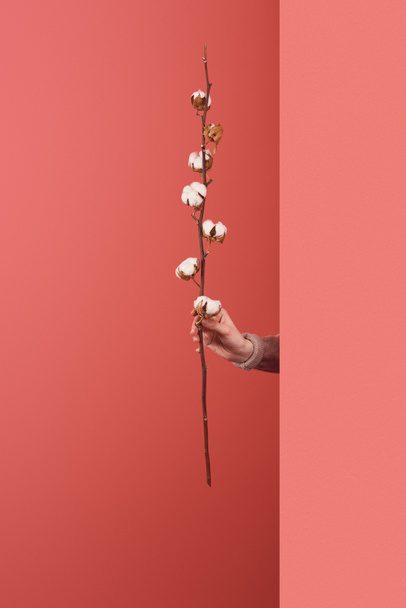 woman sticking out cotton branch behind wall on red - Fotografie, Obrázek