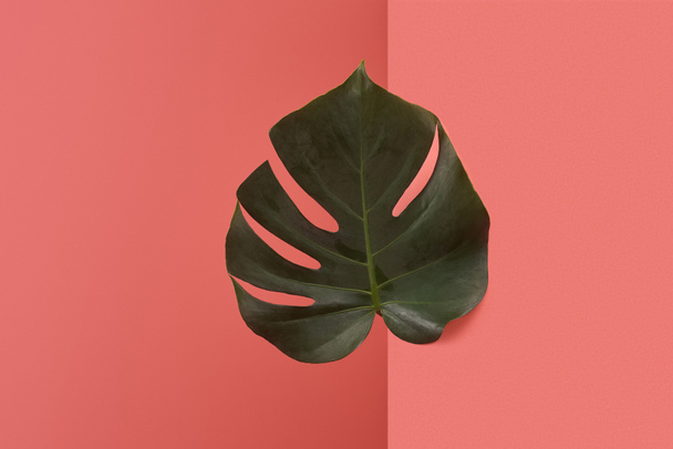 beautiful monstera leaf sticking out behind corner on red - Foto, Imagen
