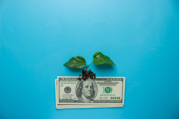 money growing concept - Φωτογραφία, εικόνα