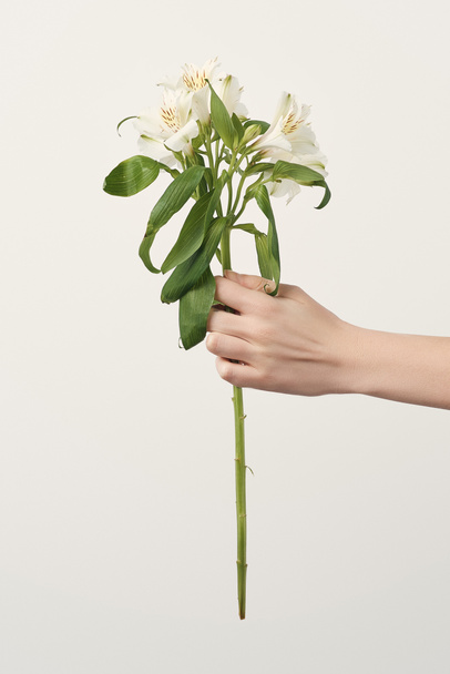 cropped shot of woman holding alstroemeria flowers isolated on white - Foto, imagen
