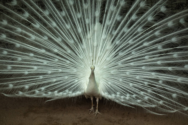 Witte Pauw toont zijn staart - Foto, afbeelding