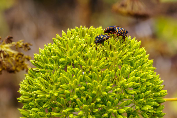 Striated shield bugs on wild leek plant - Photo, Image