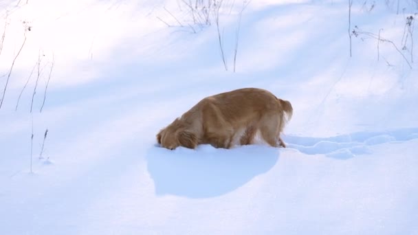 Χρυσή κυνηγετικό σκυλί είναι τρώει χιόνι. - Πλάνα, βίντεο