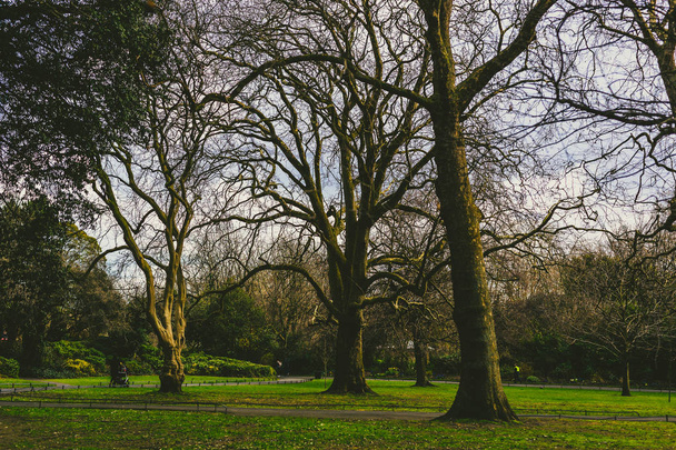 bare trees in St Stephen's Green park in Dublin - Φωτογραφία, εικόνα