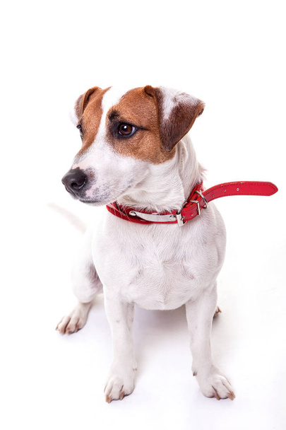 Jack Russell Terrier sitting  and watching right.  - Photo, Image