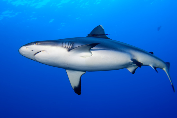 A grey shark jaws ready to attack underwater close up portrait - Valokuva, kuva