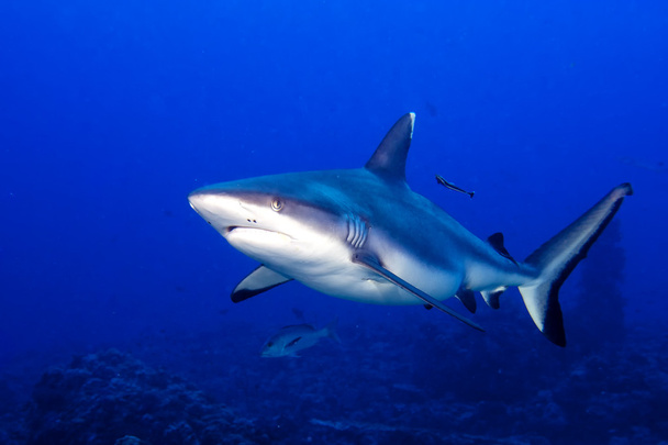 A grey shark jaws ready to attack underwater close up portrait - Φωτογραφία, εικόνα