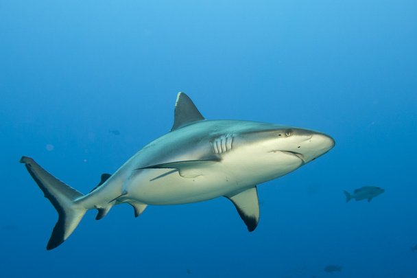 Egy szürke cápa cápa készen áll a támadásra víz alatti közelről portré - Fotó, kép