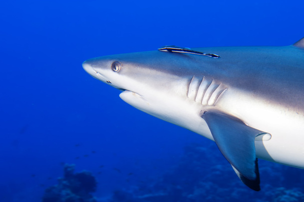 A grey shark jaws ready to attack underwater close up portrait - Valokuva, kuva