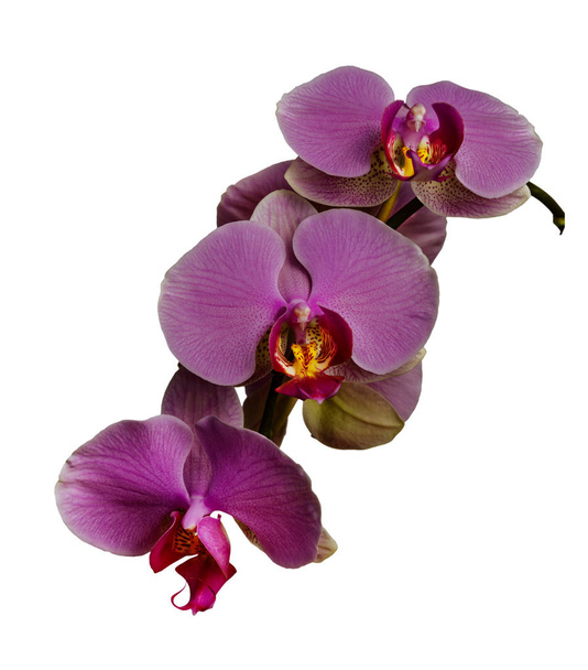 Orchidee isoliert auf weißem Hintergrund. es gibt einen Weg. - Foto, Bild