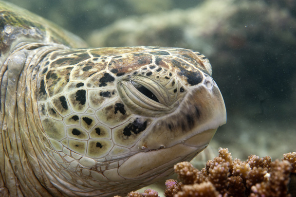 ένα πορτρέτο της θαλάσσιας χελώνας κοντινό πλάνο ενώ ψάχνει σε σας - Φωτογραφία, εικόνα