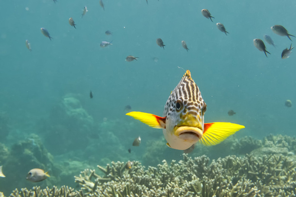 Изолированные большие губы желтая рыба плавает в глубоком синем море
 - Фото, изображение