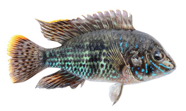 Acuario de peces cíclidos, acara azul. Peces aislados tropicales de agua dulce, azul akara
 - Foto, imagen