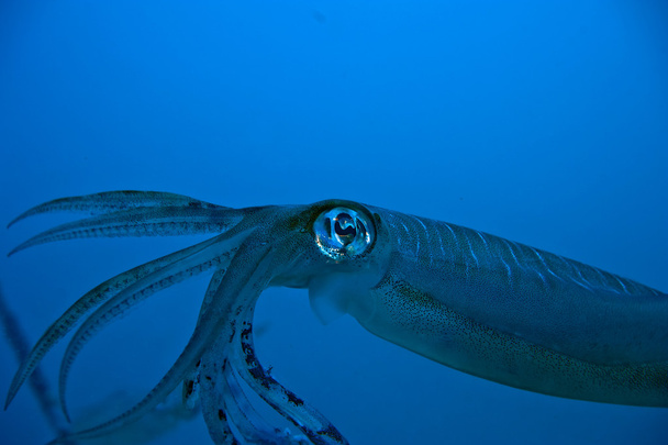 ein isolierter farbenfroher Tintenfisch in Großaufnahme sieht aus wie 20.000 Meilen unter dem Meer - Foto, Bild