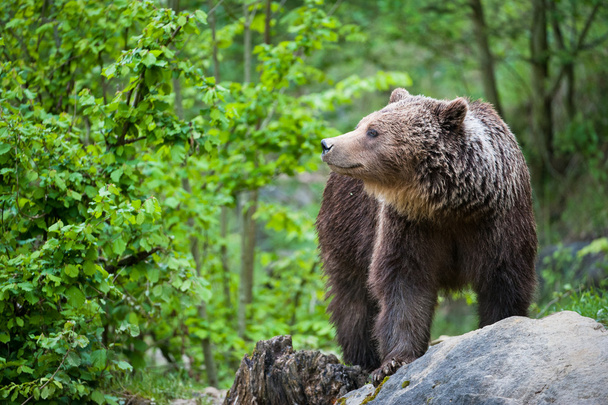 Бурий ведмідь (лат. Урсус arctos) - Фото, зображення