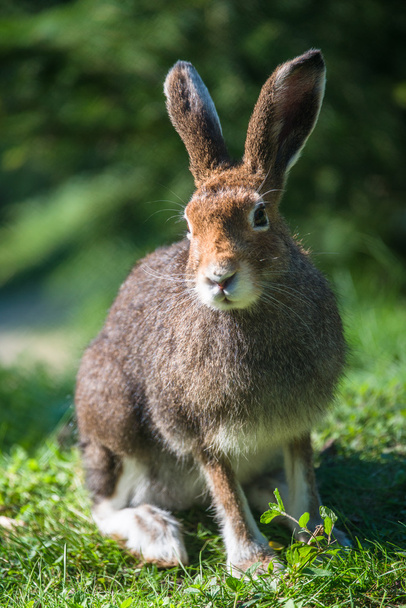 Dağ Hare (lat. tavşan timidus) - Fotoğraf, Görsel