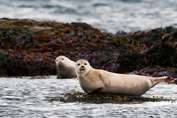 A seal relaxing on a rock - Photo, Image