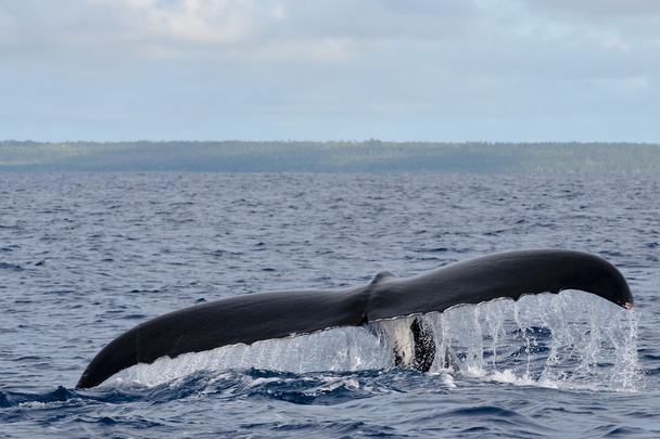 Cola de ballena jorobada cayendo en mar azul polinesio
 - Foto, imagen