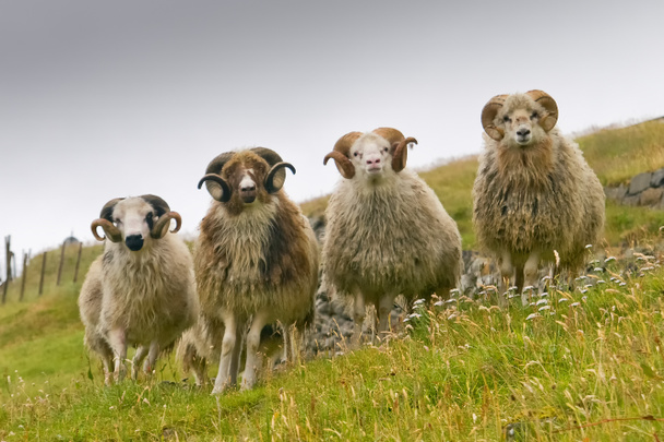 Quatre moutons béliers blancs avec de longues cornes vous regardant de près
 - Photo, image