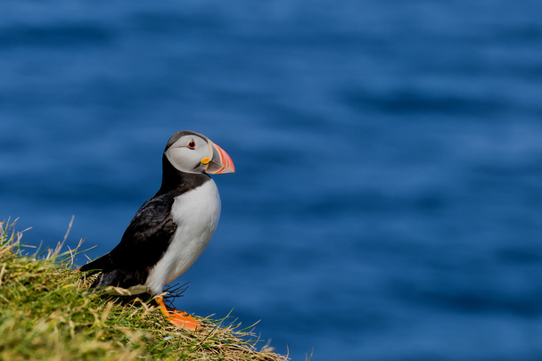 A colorful Puffin Portrait isolated in natural enviroment on blue background - Zdjęcie, obraz