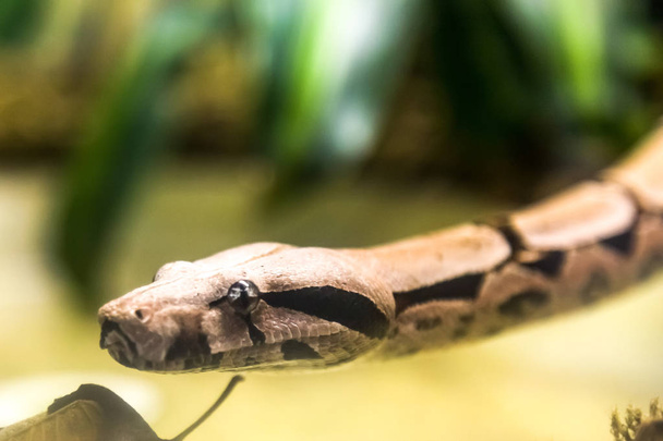 Boa constrictor, una especie de serpiente grande de cuerpo pesado. Animales de peligro
. - Foto, Imagen