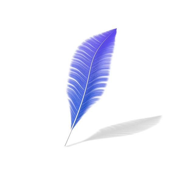 One feather on a white isolated background - Foto, Imagem