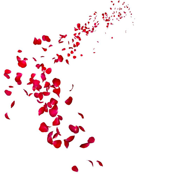 濃い赤のバラの花びらが遠くに遠くに飛ぶ - 写真・画像