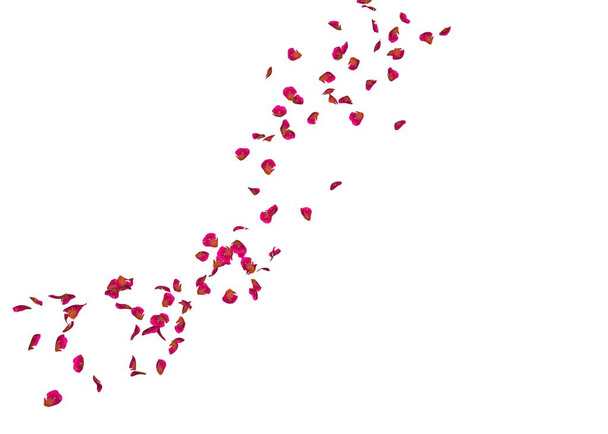 赤いバラの花びらが遠くに遠くに飛ぶ - 写真・画像