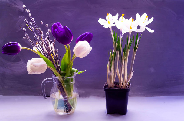 Lila en witte tulpen in een glazen kan en Krokussen in een pot, geïsoleerd op een donkere achtergrond - Foto, afbeelding