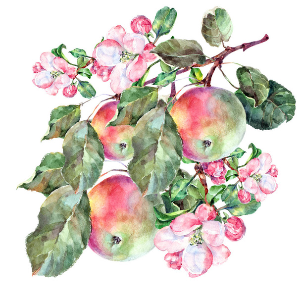Watercolor Flowers and Fruit Apple on a White Background. Floral Illustration. - Φωτογραφία, εικόνα