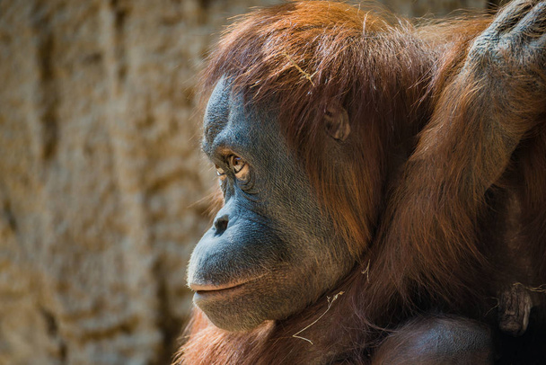 Portrait of depressed Asian orangutan - Photo, image