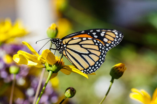 Monarch butterfly żywi się jasny żółty kwiat pustyni Sonora Arizona.  - Zdjęcie, obraz