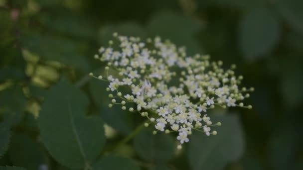 Ευρωπαϊκό μαύρο γέροντα ή elderberry λουλούδι ανθοφορία - Πλάνα, βίντεο
