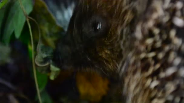 Vue rapprochée de la tête de hérisson affamé mignon manger
 - Séquence, vidéo