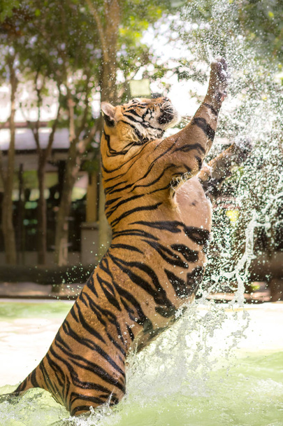 Tygr, úžasné zvíře přírody. Asie. - Fotografie, Obrázek