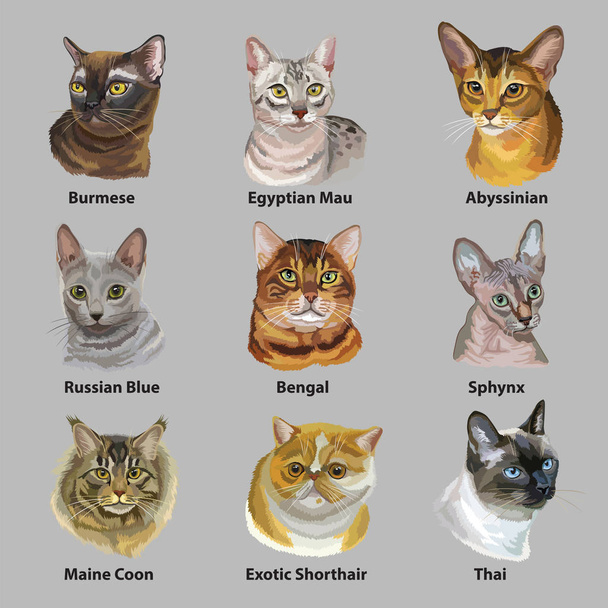 Set of portraits of cats breeds - Vector, Image