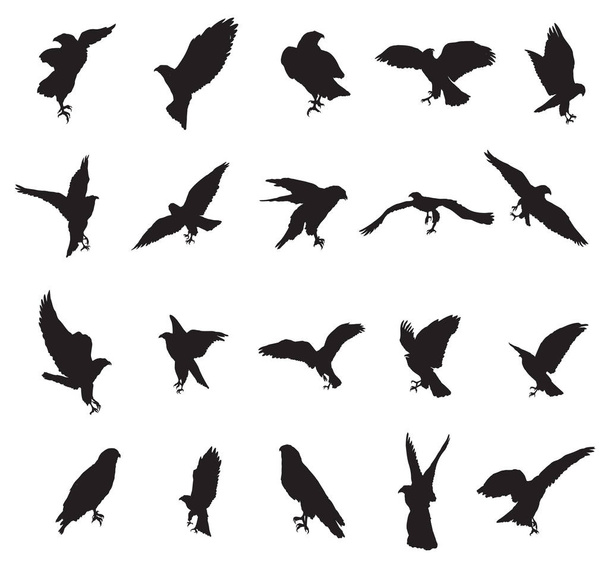 Set of eagle silhouettes-2 - Vector, Image