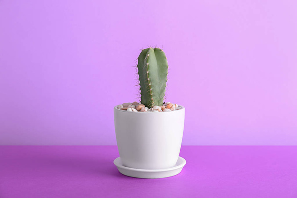 Beautiful cactus on table against color background - 写真・画像