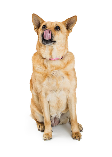 großer Schäferhund-Mischlingshund sitzt auf weißem Grund mit herausleckender Zunge - Foto, Bild