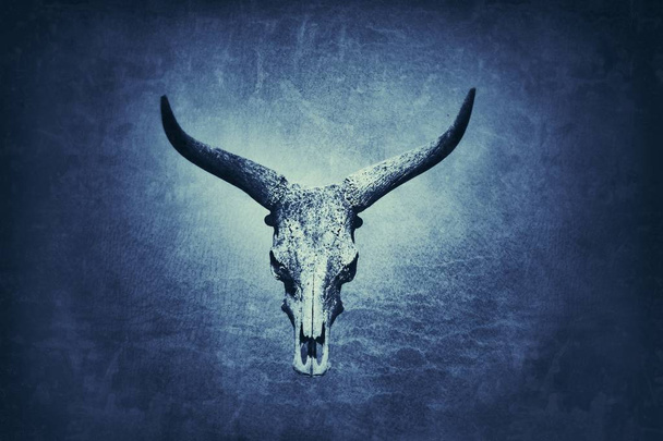 Longhorn czaszki na niebieskim tle - Zdjęcie, obraz