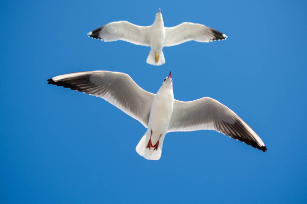 Coppia di gabbiani che volano in blu uno sfondo cielo - Foto, immagini