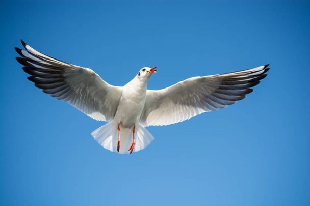 Одинокая чайка летит в голубом небе на заднем плане - Фото, изображение