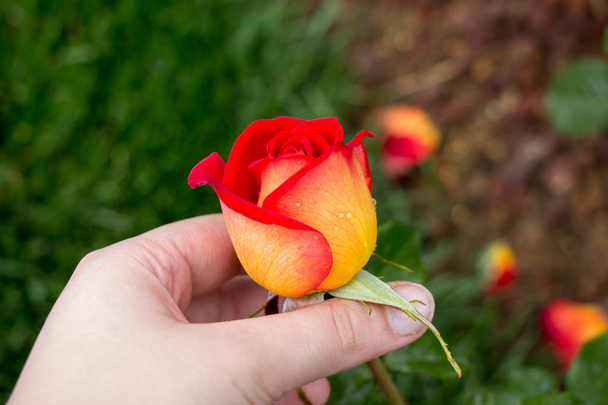 Renkli bir gül çiçeğini tutarken - Fotoğraf, Görsel