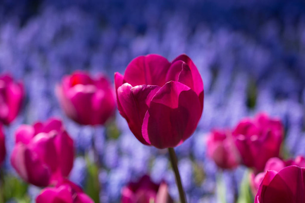 Tulpenblumen blühen im Frühling - Foto, Bild