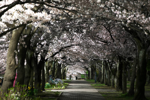 Tokio, Japani-maaliskuu 30, 2018: Polku puistossa täydessä kukassa Cherry blossoms tai Sakura
 - Valokuva, kuva