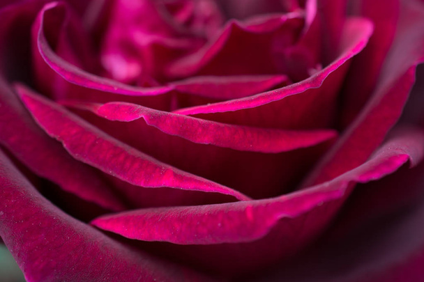 Mooie kleurrijke Rose bloem in close-up - Foto, afbeelding