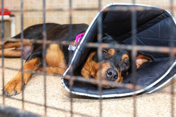 Large injured dog lying down of floor of shelter or veterinary hospital with protective cone on head - Photo, Image
