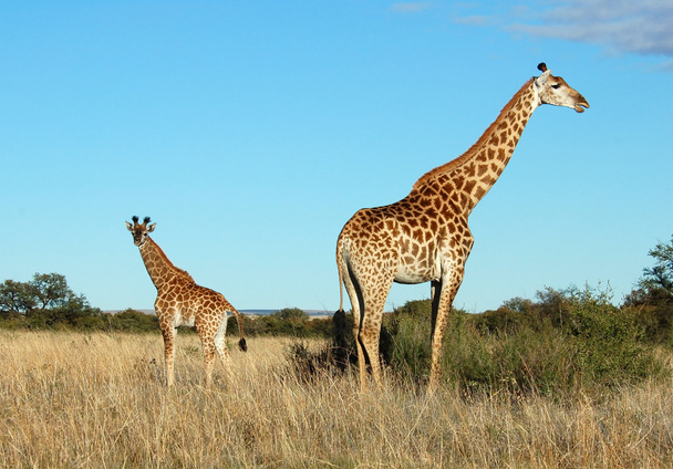 Корова жирафа и теленок в Африке
 - Фото, изображение