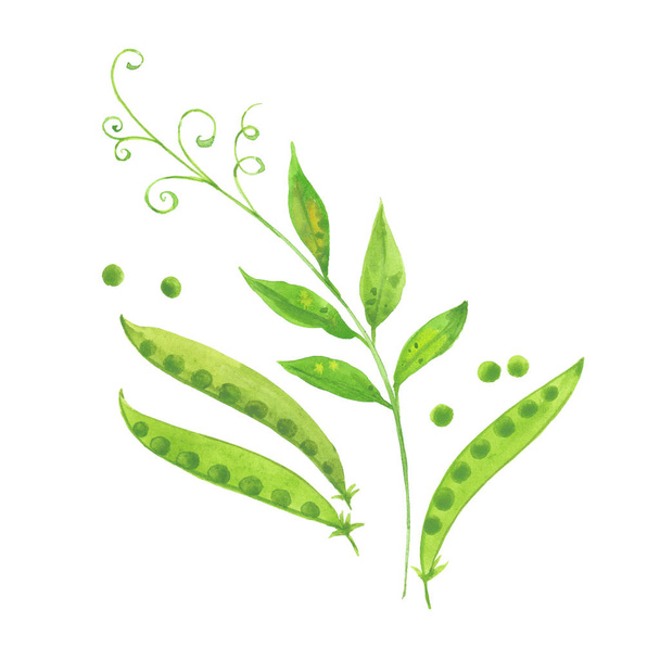  watercolor green peas - Photo, Image